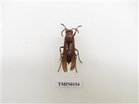 藏品(蜂)的圖片